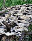 Dried fish on rack