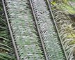 Palm fronds for roof